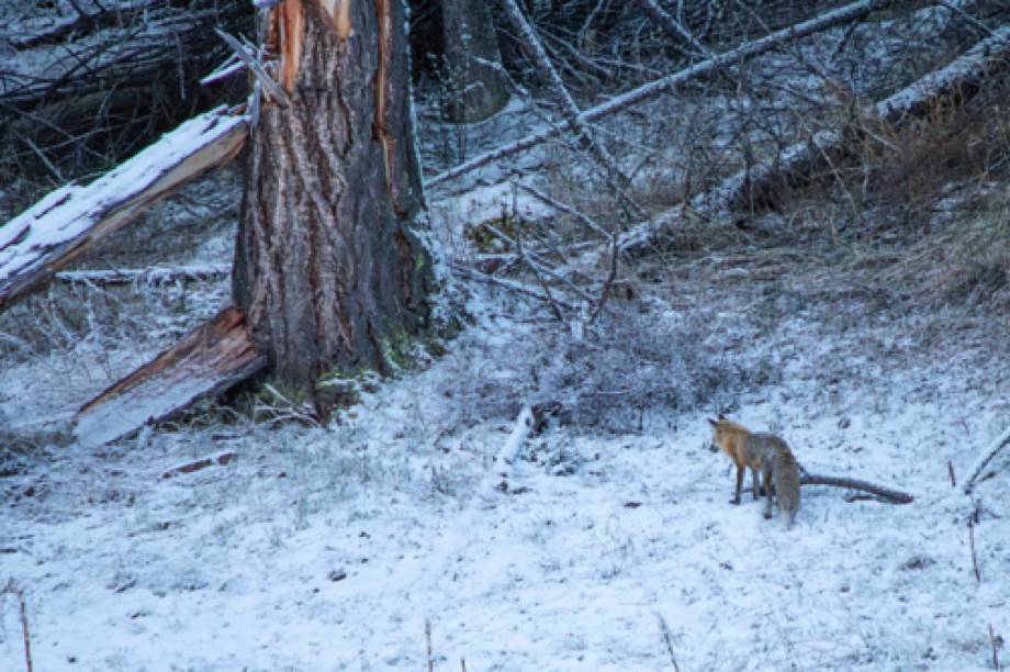 Red Fox
Near Crescent Hill, Yellowstone